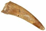 Huge, Fossil Pterosaur (Siroccopteryx) Tooth - Morocco #274345-1